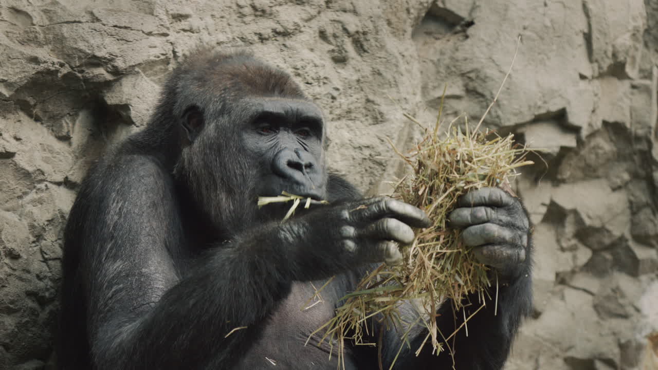 Un grande gorilla mangia erba secca, siede con la schiena rivolta alla roccia.