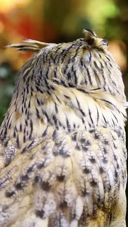 owl rotates head, scanning environment alertly