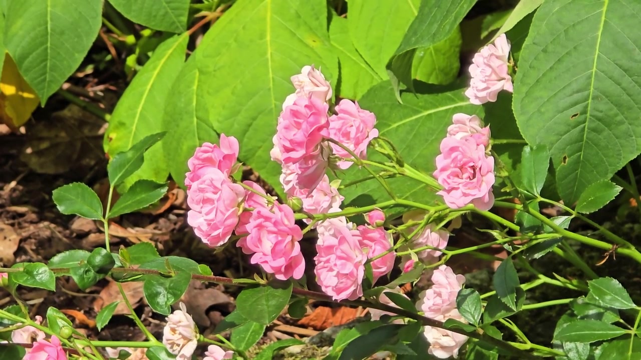 Beautiful small pink roses blooming on a bush with vibrant green leaves in a sunny garden