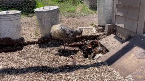 silver laced polish chicken and golden laced polish chicken