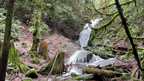 una cascada serena en un bosque exuberante