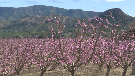 blooming peach orchard with mountain view