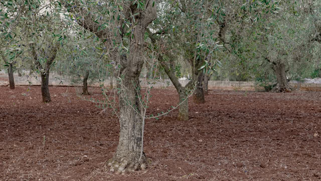 미풍에 적갈색 토양이 있는 이탈리아 시칠리아의 농장에 있는 올리브 나무