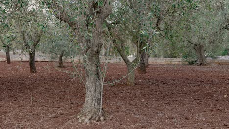 Olive-trees-on-plantation-in-Sicily,-Italy-with-red-brown-soil-in-slight-breeze