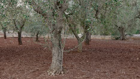olivos en plantaciones en sicilia, italia con suelo rojo-marrón con una ligera brisa