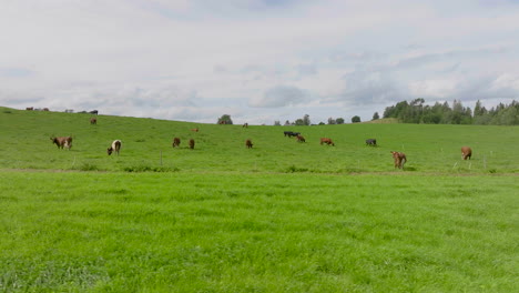 herd of cattle feeding on grassy hill at summer in the countryside farm