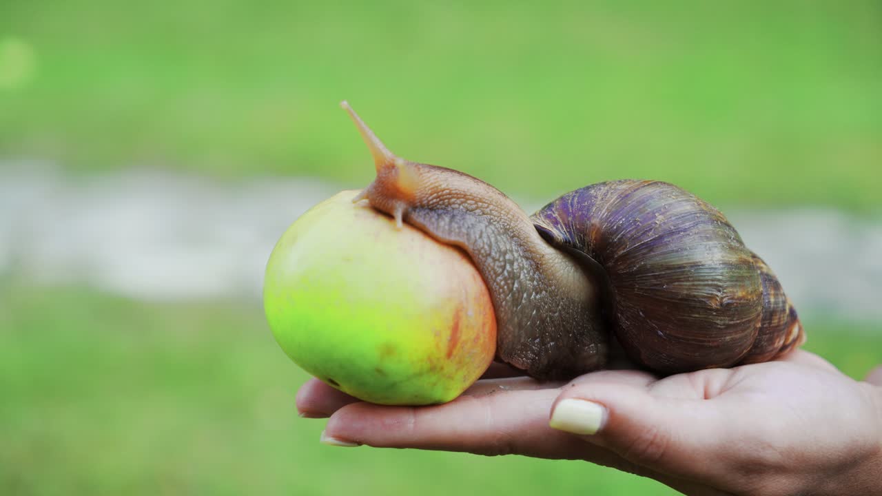 Large brown snail achatina (giant African snail, Achatina fulica, Lissachatina fulica) eats an apple on a woman's palm, a large-scale plan.