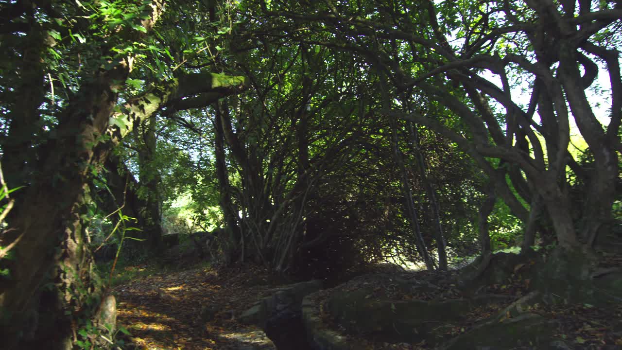 tomada panorámica de una zona boscosa