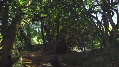 tomada panorámica de una zona boscosa