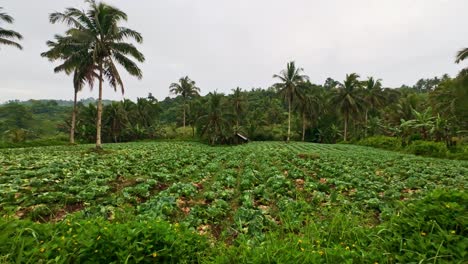 rural cabbage farm with coconut trees in ormoc leyte philippines, cloudy day view