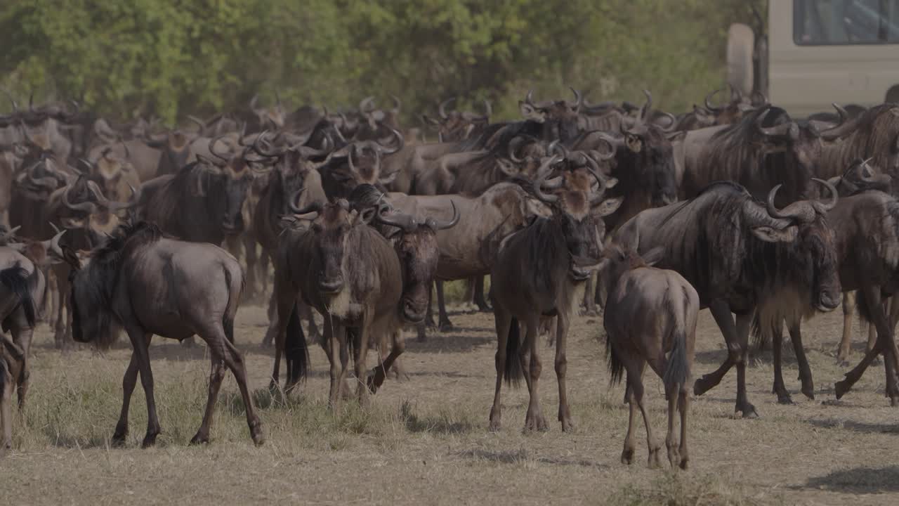wild beast migration in serengeti kenya