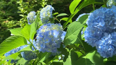 Close-up-of-vibrant-blue-hydrangeas-in-full-bloom-on-a-sunny-day