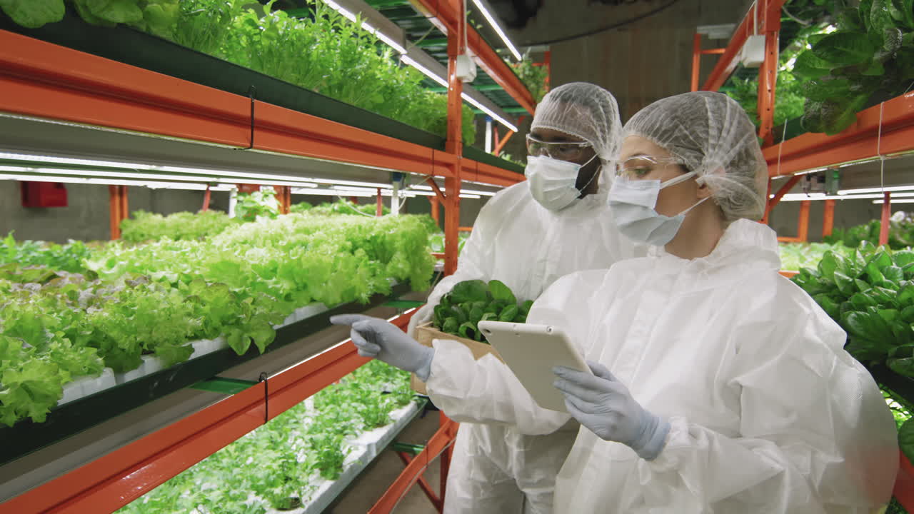Couple Of Agronomic Engineers Working In Vertical Farm