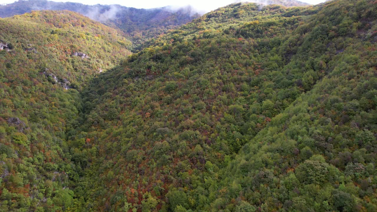 bosque con árboles verdes marrones en la ladera de la montaña humeante niebla en otoño