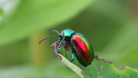 Ein-Makrovideo-Eines-Dogbane-Blattkäfers-Auf-Einem-Blatt