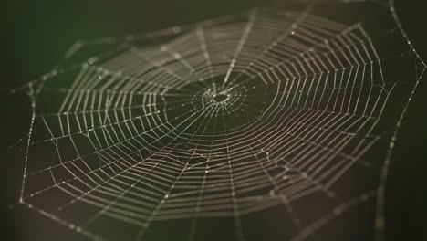 a close-up view of a beautifully crafted spider web showcasing intricate patterns and droplets of water, bringing nature's artistry to life