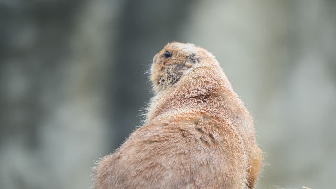털이 많은 멕시코 초원 개 가 주변 을 둘러보는 클로즈업