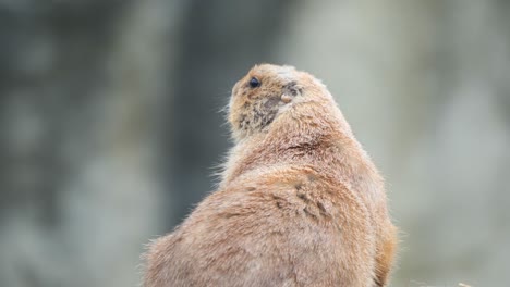 Nahaufnahme-Eines-Pelzigen-Mexikanischen-Präriehundes,-Der-Sich-Umschaut