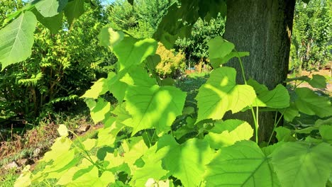 hojas verdes exuberantes en un entorno de viñedo