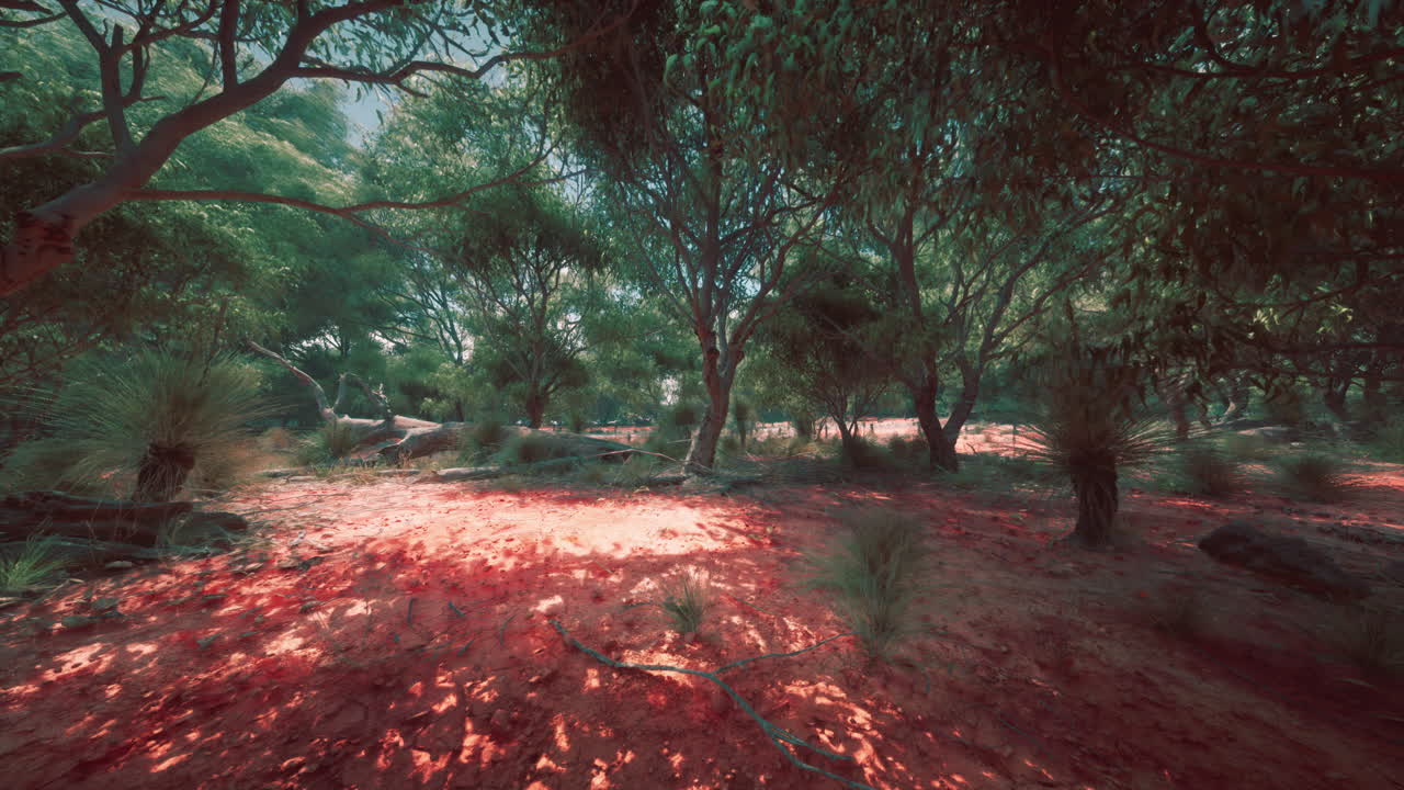 paisaje forestal tranquilo