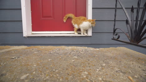 kitten at front door walking around