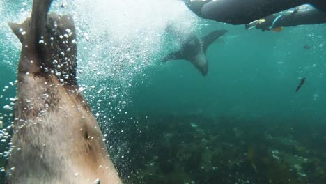 diver in wetsuit almost touches sea lion, duiker island, south africa