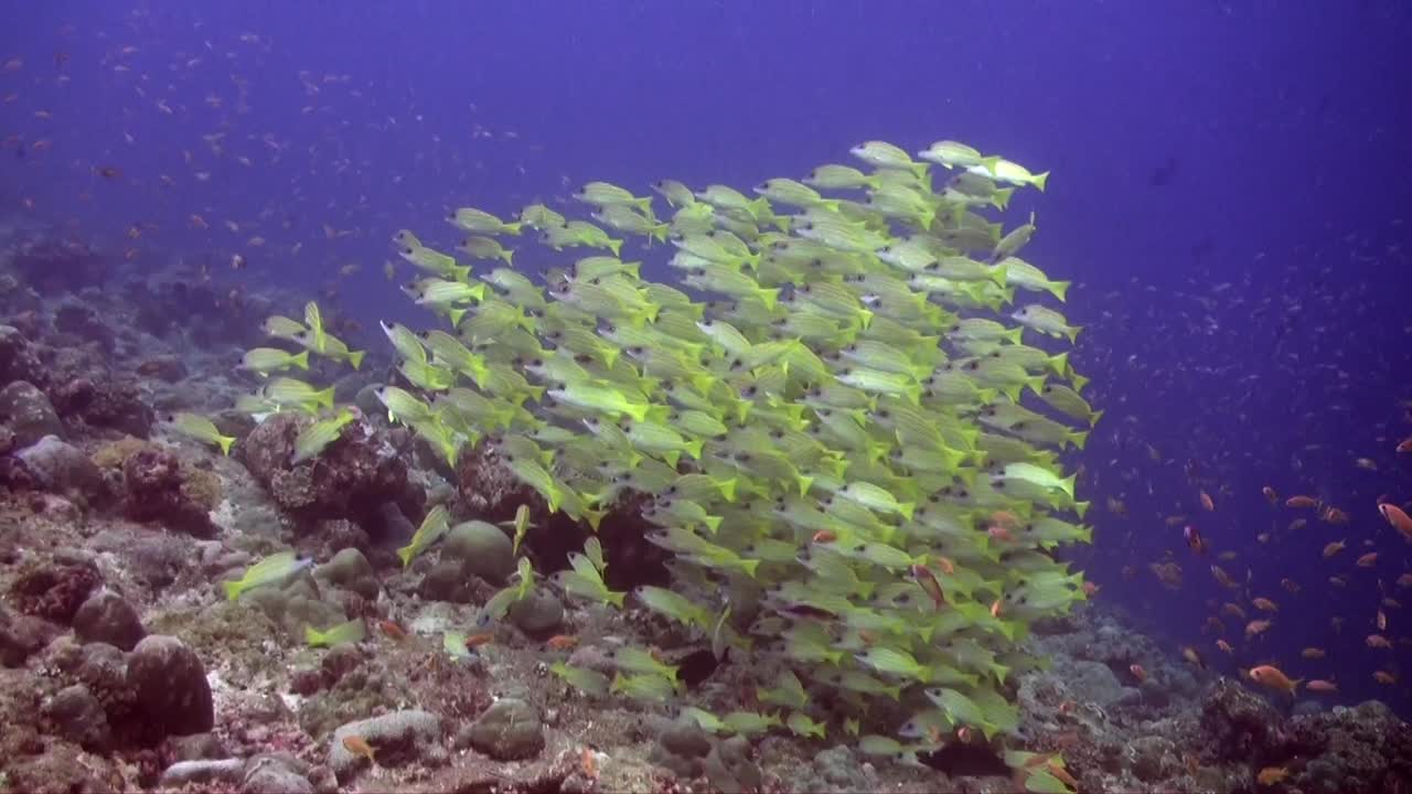 산호초 광각 촬영 위를 헤엄치는 노란 도미 떼