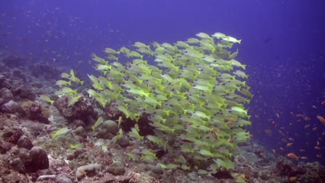 cardumen de pargos amarillos nadando sobre arrecifes de coral tiro de gran angular