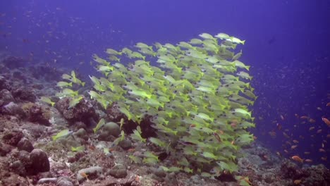 shoal of yellow snappers swimming over coral reef wide angle shot