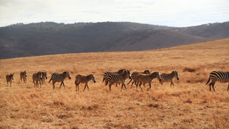 grupo de cebras cruzando el parque nacional serengeti tanzania