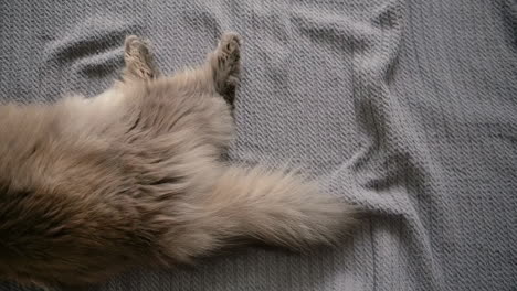 close up of a fluffly cat's tail moving