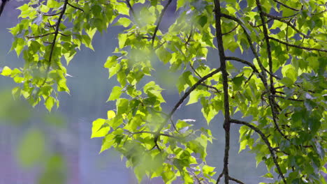 Glowing-leaves-by-the-water