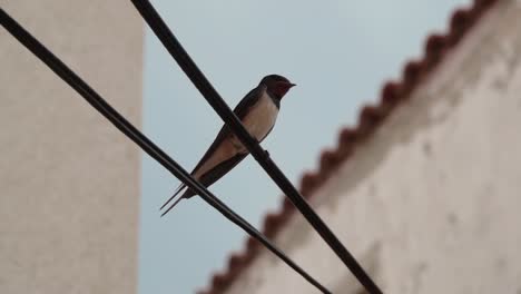 Barn-swallow-sitting-on-a-wire-with-buildings-and-red-roof-tiles-in-the-background,-slow-motion