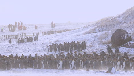 king penguins huddle together in howling snow blizzard, south georgia