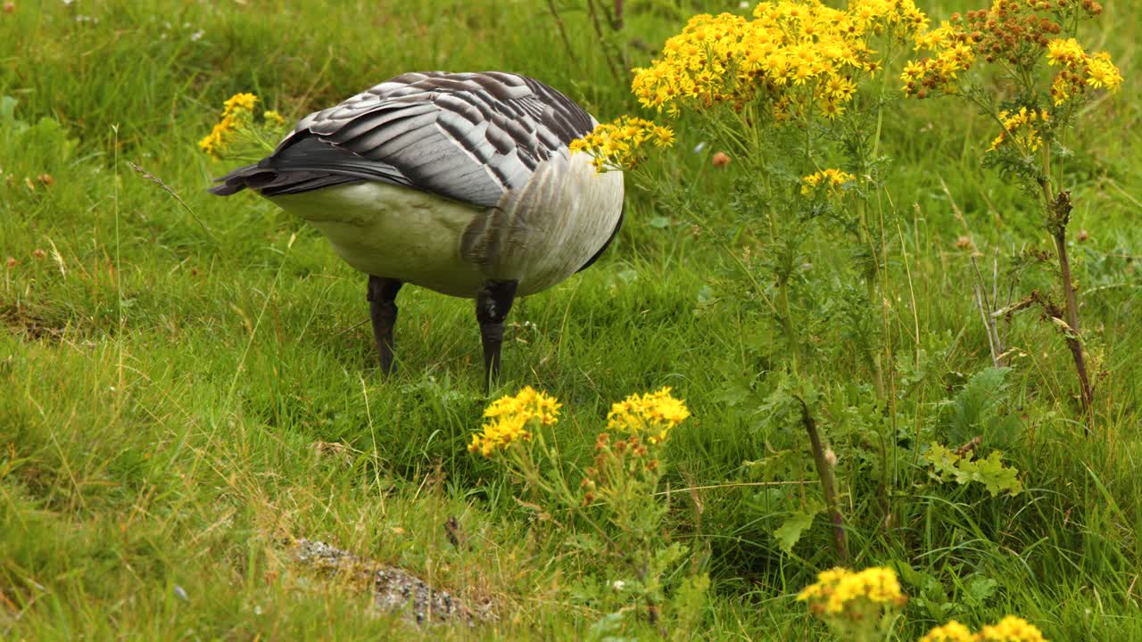 Barnacle goose feeds among yellow wildflowers in grassy Highlands meadow, natural daylight, static camera