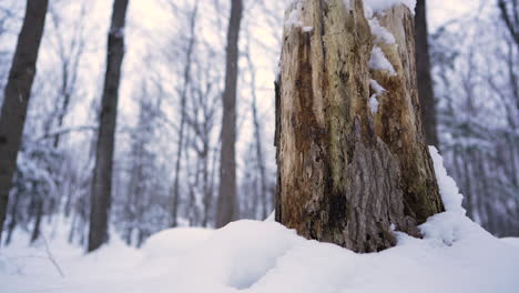 Pan-Shot-En-Invierno-Frente-A-Un-Mandril-De-Madera