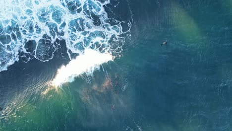 drone shot straight down with sea lions playing and floating in blue ocean as wave washes over them during king tide in la jolla, california