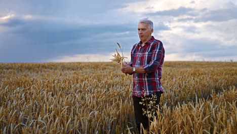 old farmer in the beautiful wheat field. man in checkered shirt picking up ripe spikelets at sunset.