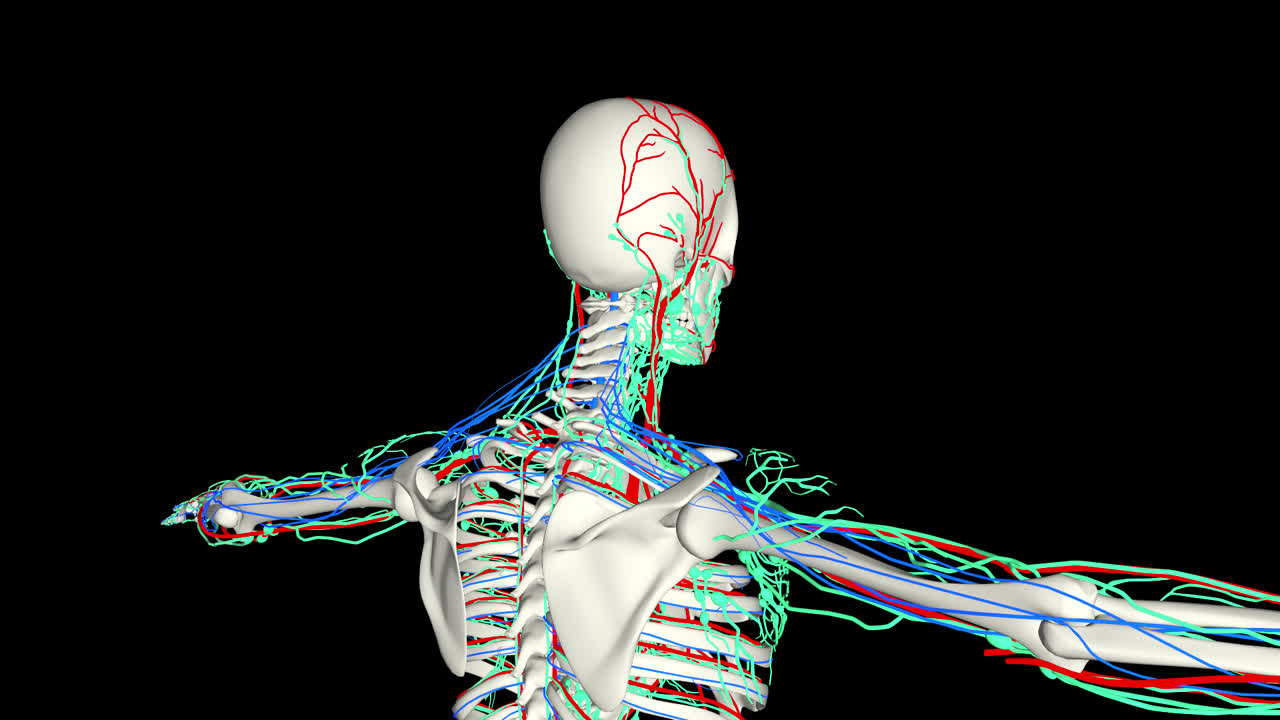 Nervous System With Alpha Channel