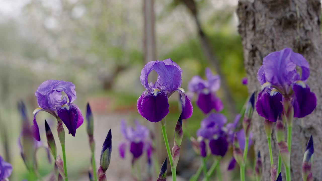 lirios violetas en primavera con un pino en el fondo