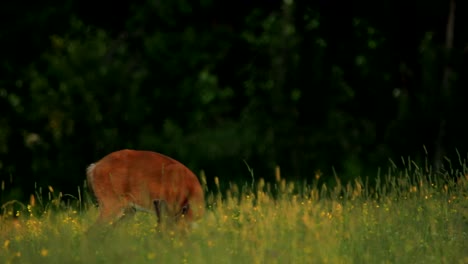 A-white-tail-deer-eat-grass-during-a-beautiful-sunset-in-Canada