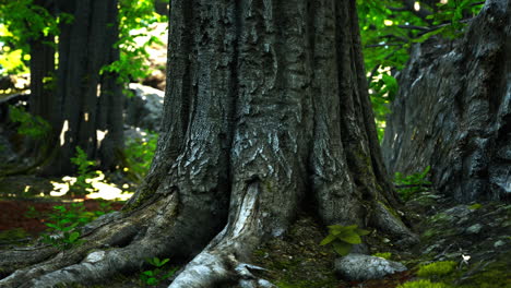 tree roots and sunshine in a green forest