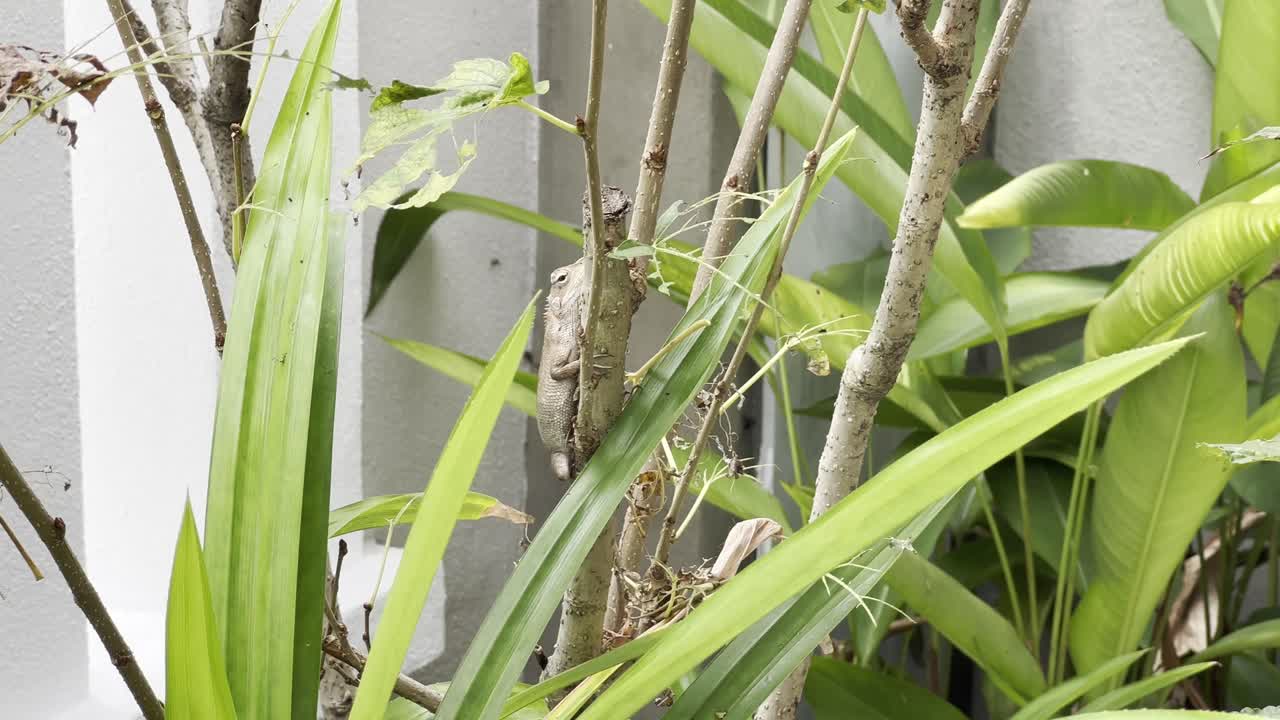 변장 카멜레온 동양 정원 도마뱀의 이국적인 주인, calotes versicolor, 색상을 변경하고 가정 정원 농장으로 둘러싸인 지점에서 위장, 영화 핸드 헬드 샷