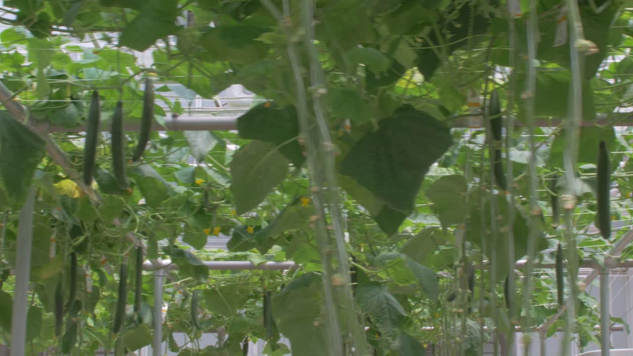 온실 내부 오이 농장의 슬라이딩 샷