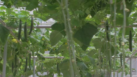 tiro deslizante de la granja de pepinos dentro del invernadero