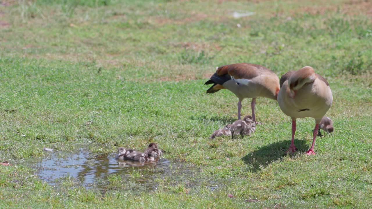 A pair of geese and their goslings in a puddle.