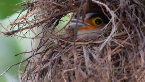 Der-Silberbrust-breitschnabel-Ist-Ein-Berühmter-Vogel-In-Thailand,-Sowohl-Lokal-Als-Auch-International