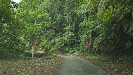 conduciendo en un camino sinuoso y estrecho a través de la selva tropical