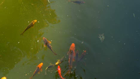 red fishes