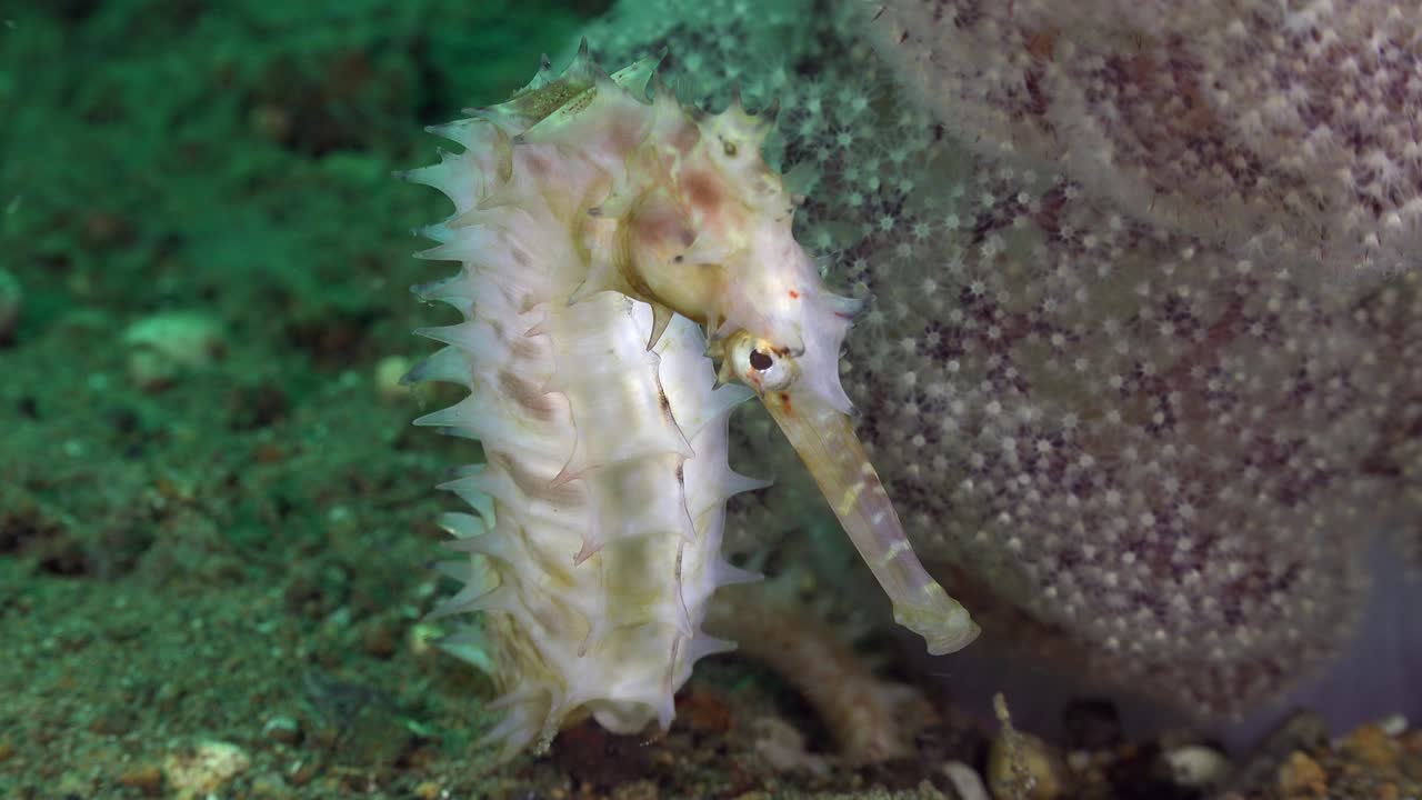 흰 가시가 많은 해마가 핑크색 연산호 옆에 가까이 있습니다.